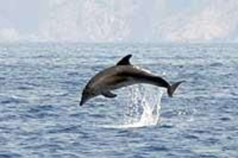 GoEco Italy - Dolphin and Marine Research