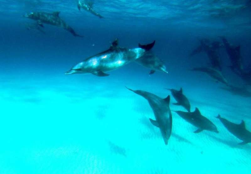 Dolphin at Mnemba Island