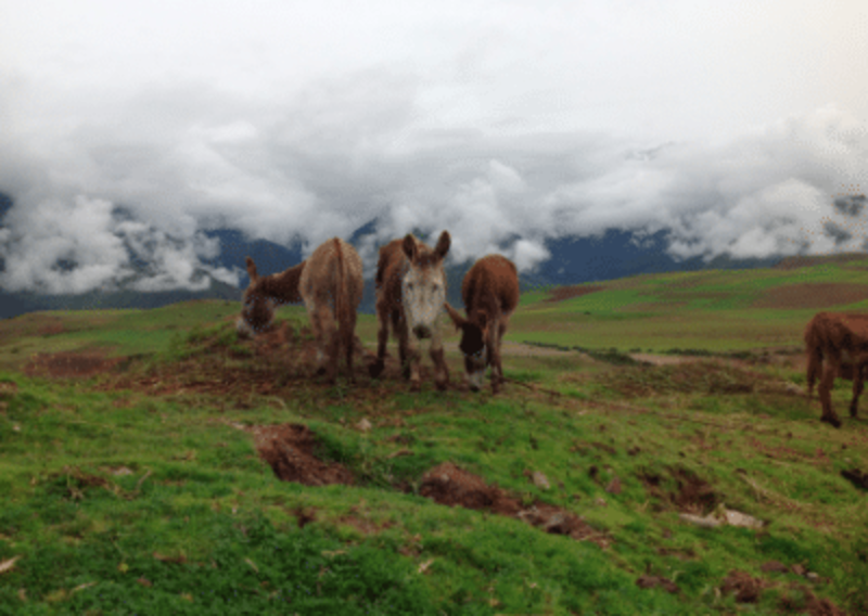 donkeys