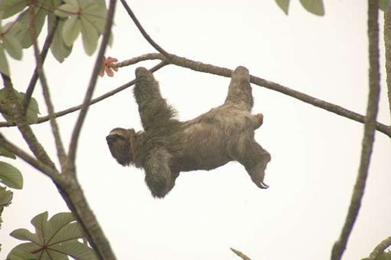 Environmental Protection Program in Costa Rica with Love Volunteers!
