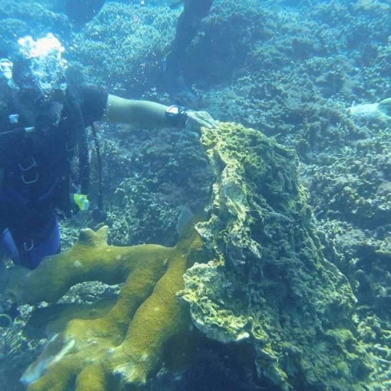 Diving volunteers