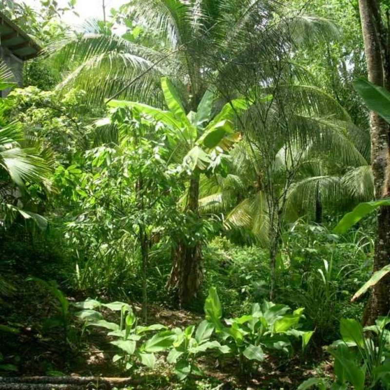 Volunteer in Environment Conservation