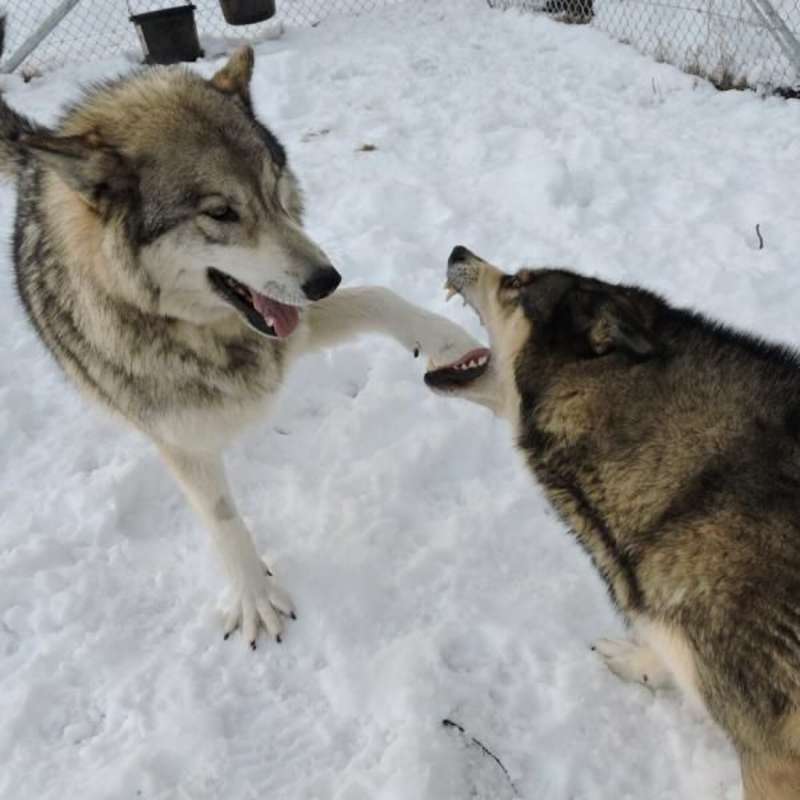 Volunteer in Wolf Conservation