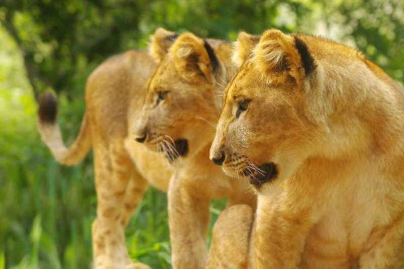 Lion, Elephant and Wildlife Conservation in Zimbabwe — photo 1