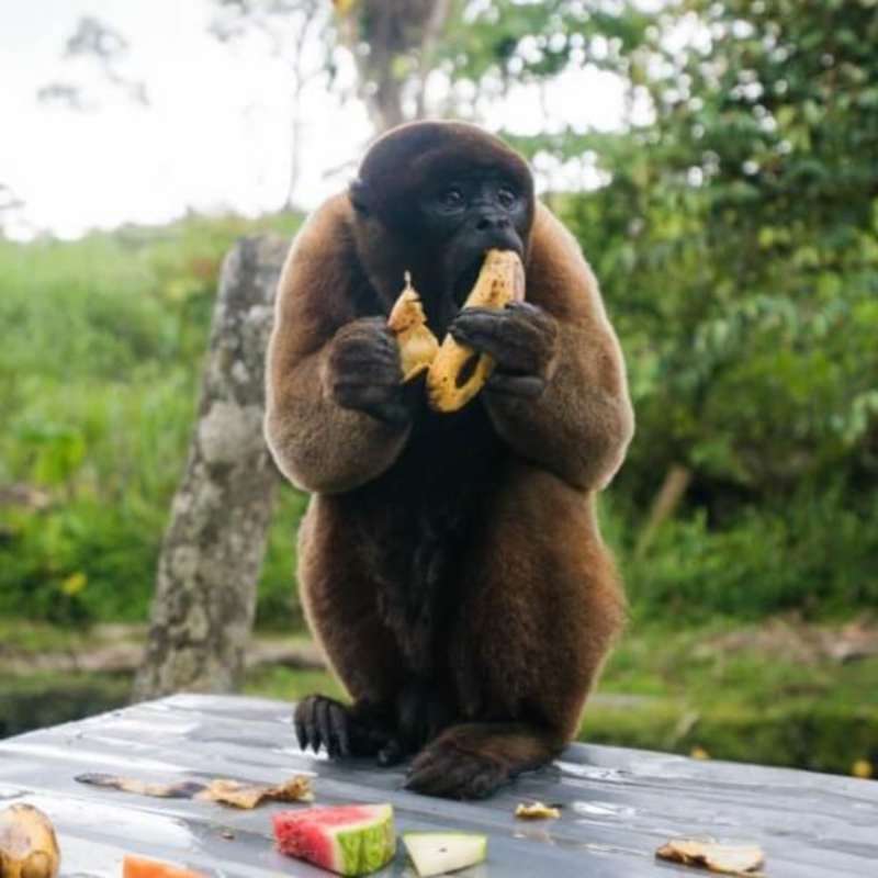 GoEco - Wild Animal Rescue Shelter
