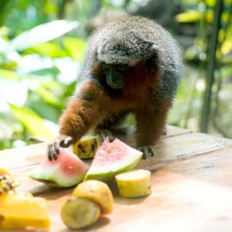 GoEco - Wild Animal Rescue Shelter