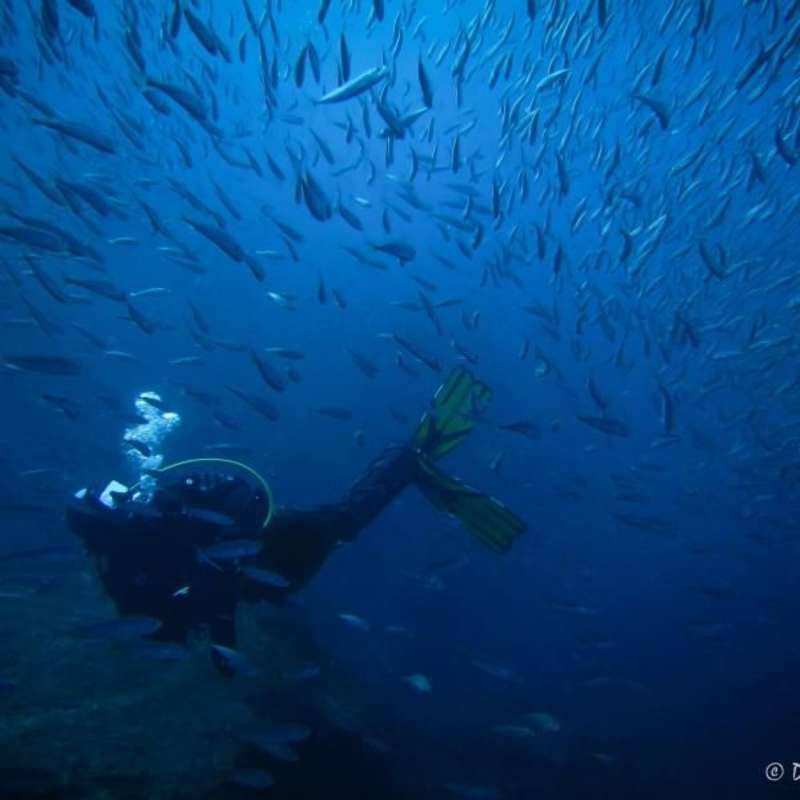 volunteer diving with fishes