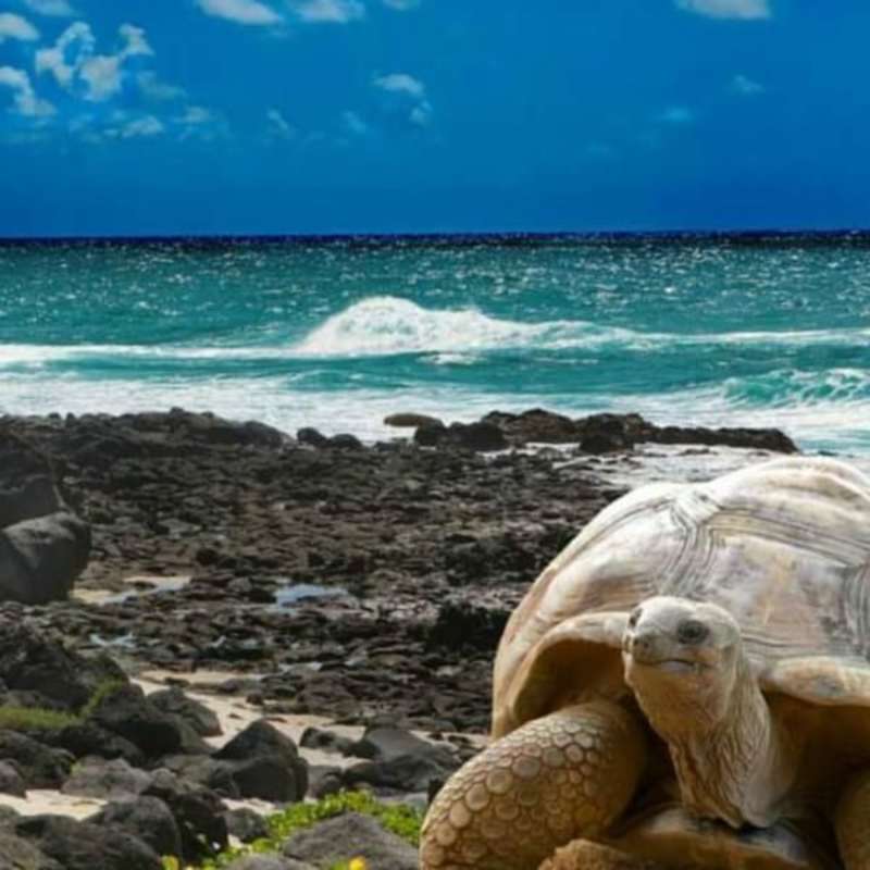 GoEco Giant Tortoise and Sea Turtle Conservation in the Galápagos