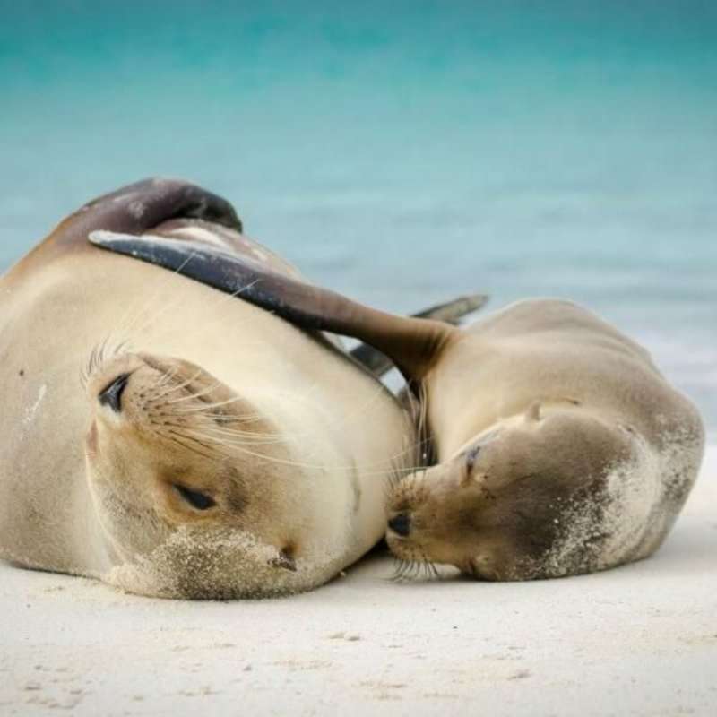 GoEco Giant Tortoise and Sea Turtle Conservation in the Galápagos