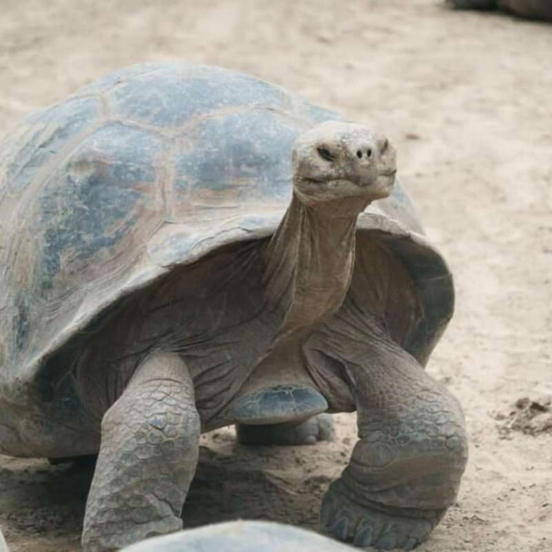 GoEco Giant Tortoise and Sea Turtle Conservation in the Galápagos