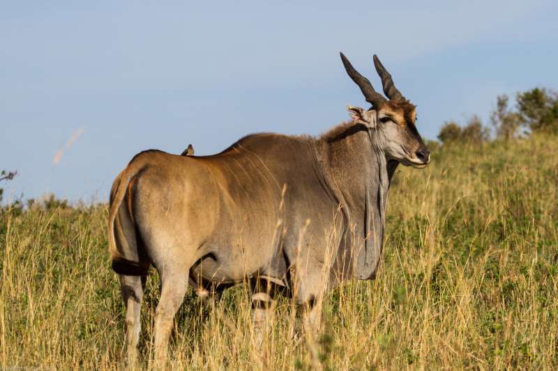 Eland at Masai mara safari