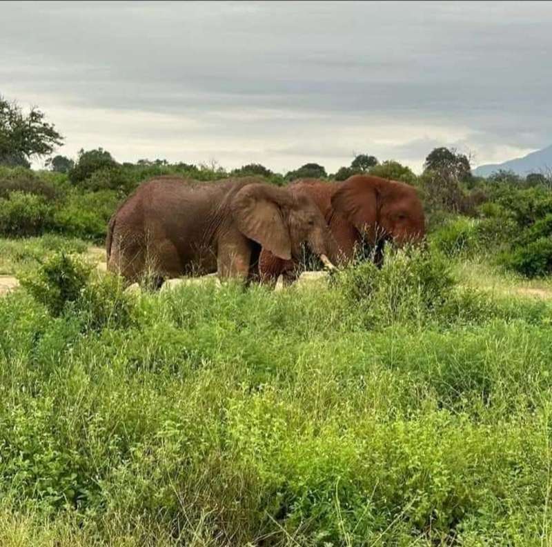 Elephant at Masai mara