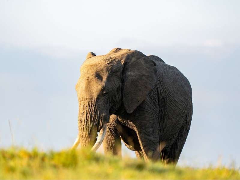 elephant at the conservancy