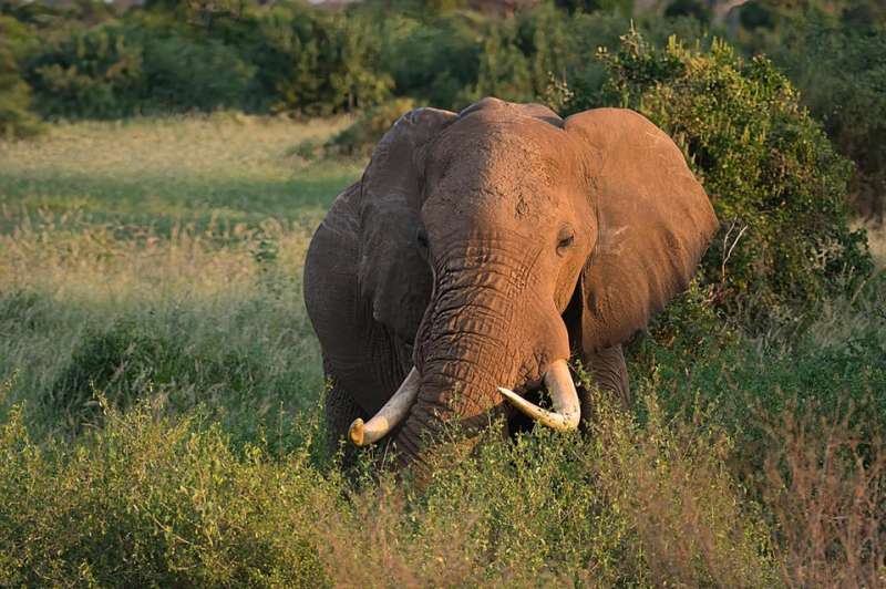 Elephant at Tsavo West