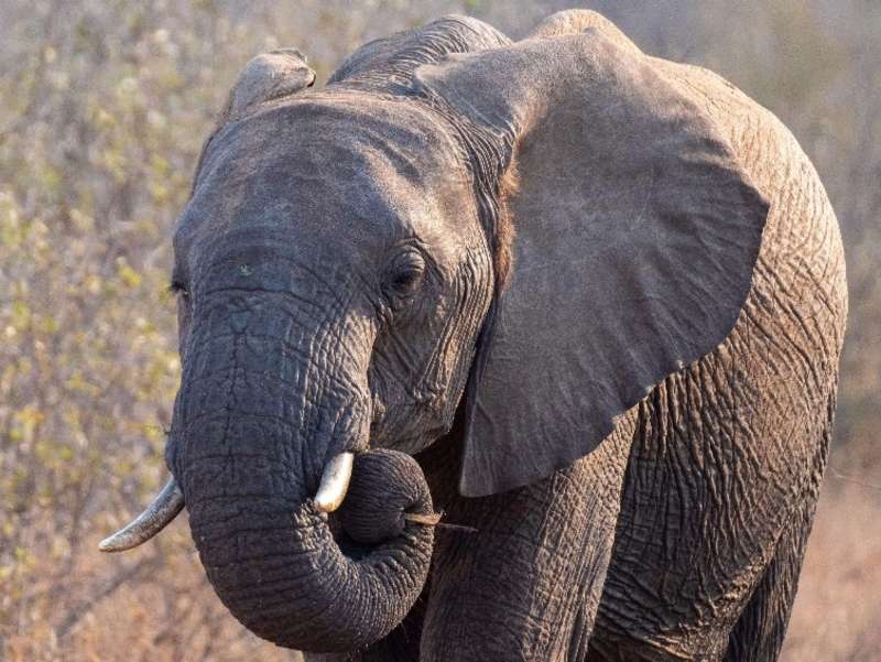 Elephant Calf in the Kruger National Park