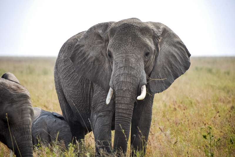 Elephant on a safari in Tanzania