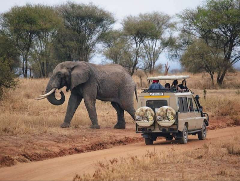 Elephant sighting on local safari adventure