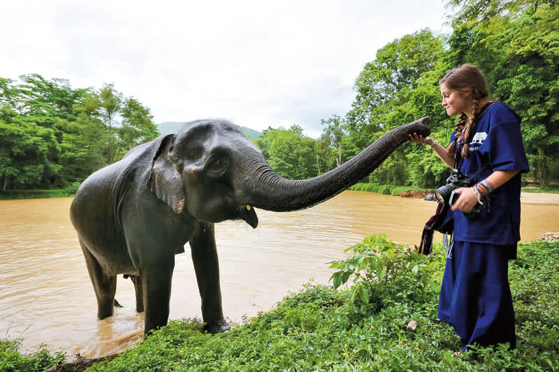 Elephant