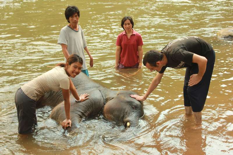 Elephant and people