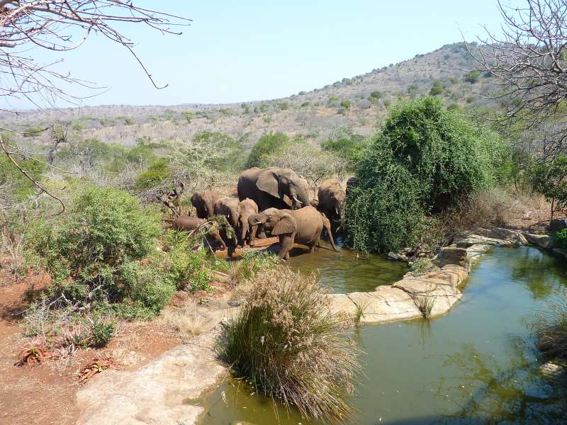 Elephants Bathing