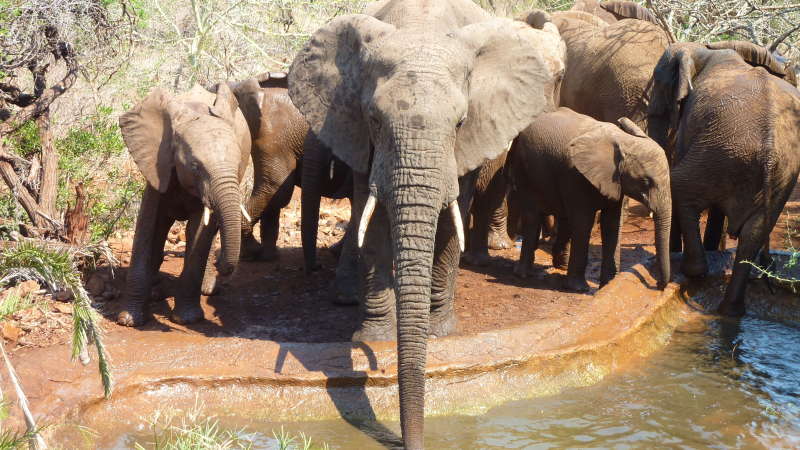 Elephants drinking