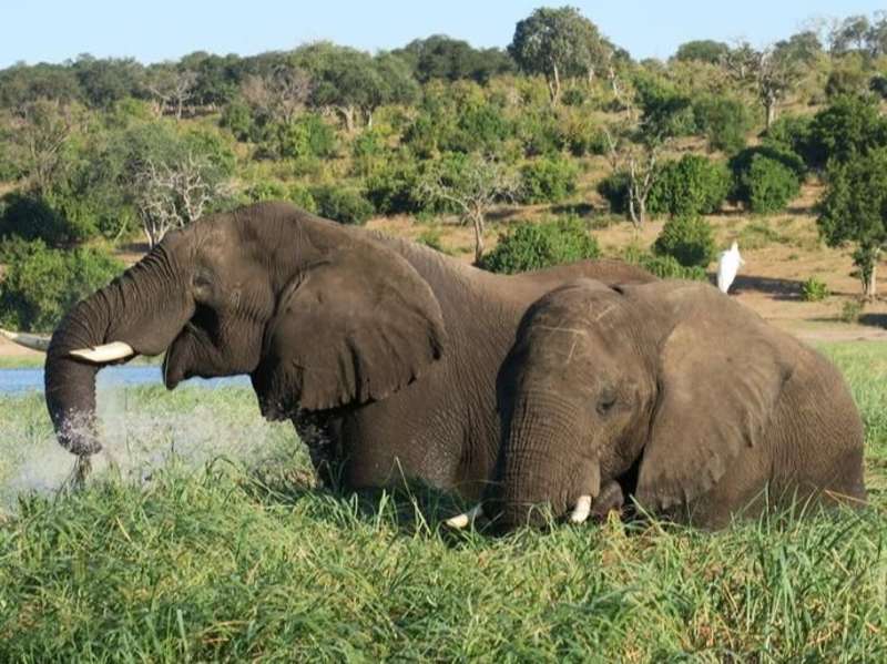 Elephants in Gaborone reserve