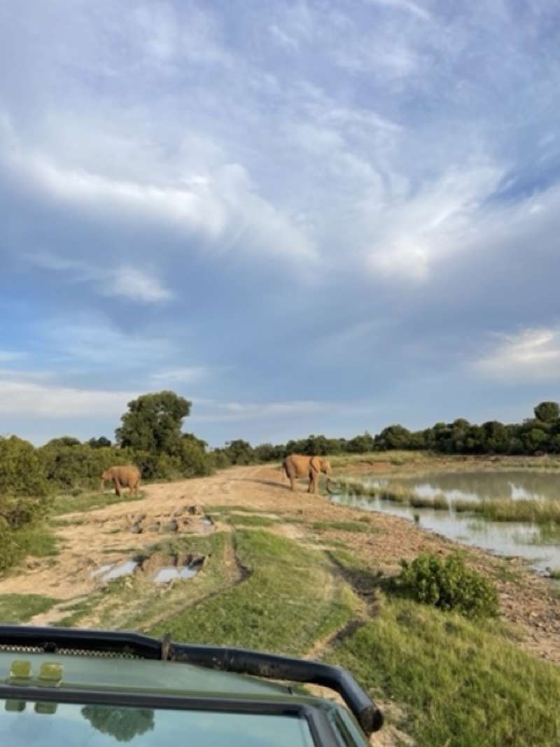 elephants roaming the range