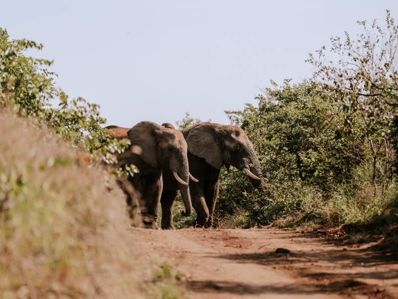 Elephants walking down a dirt road through the bush in Kruger on a Penda Photo Tours safari