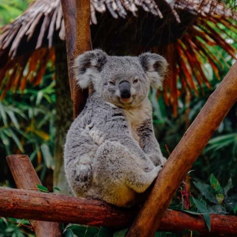 Koala SanctuaryInternship
