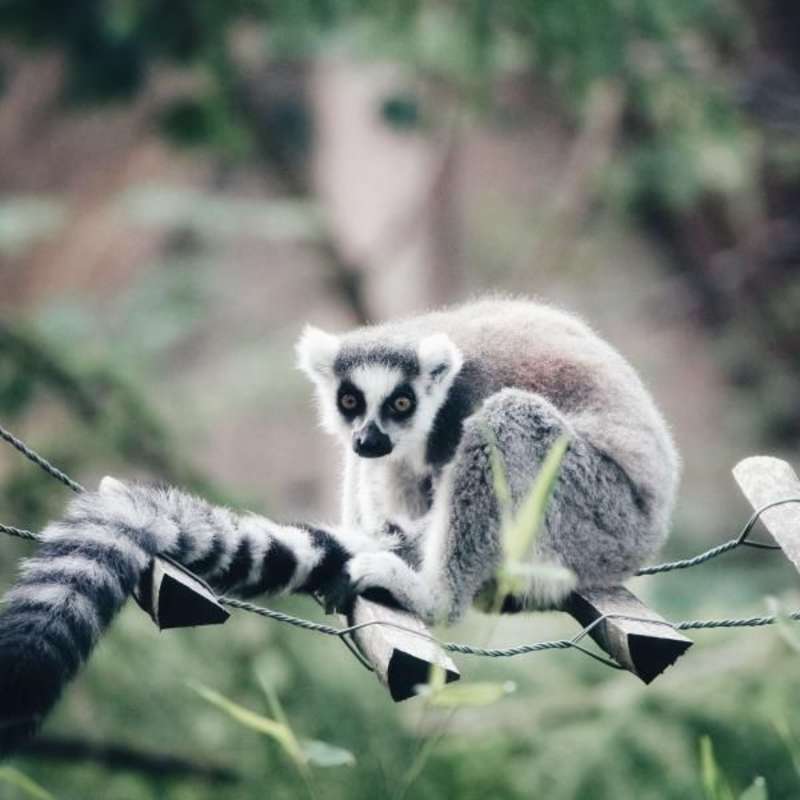 Lemur hanging