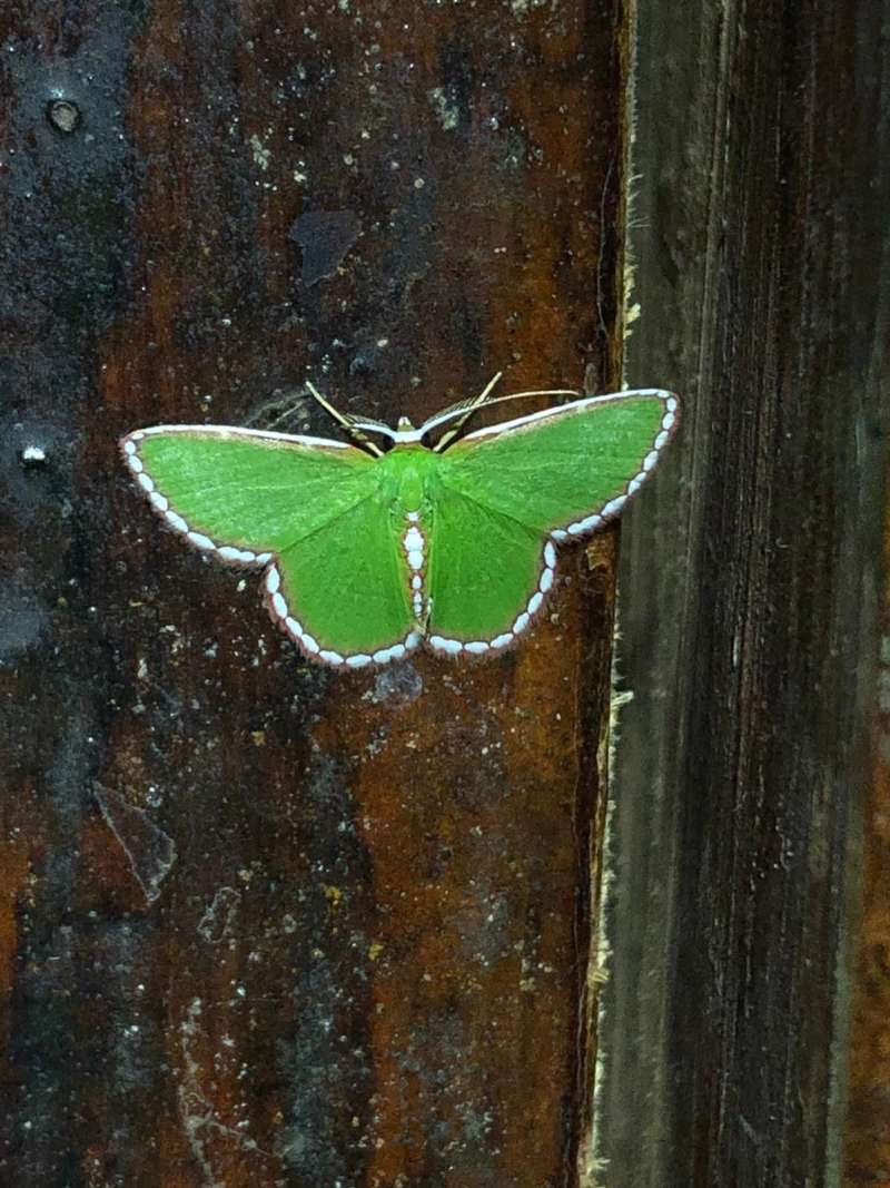 Green butterfly