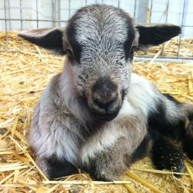 Volunteer in Animal Care