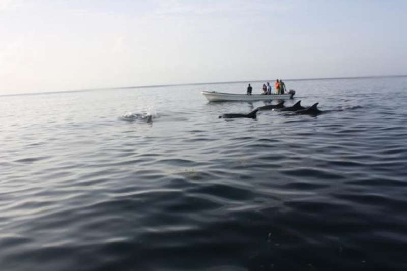 Zanzibar - Dolphin and Marine Conservation — photo 1
