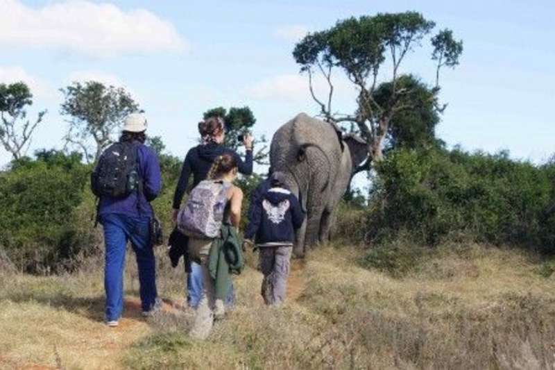 walking with the elephant
