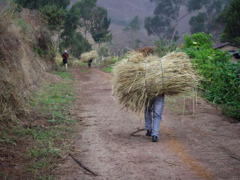 farmer-carrying-straw-bundle-andean-path-ecuador