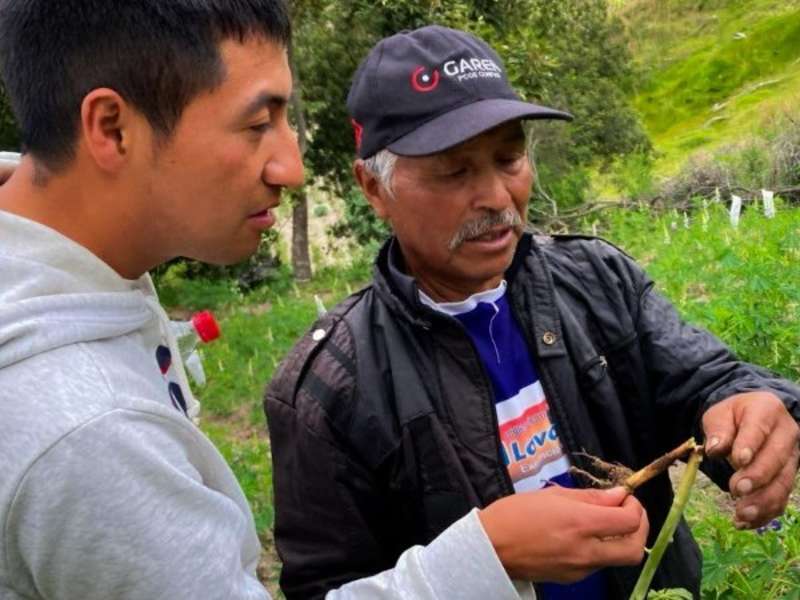 farmer-intern-inspecting-lupin-roots-chugchilan