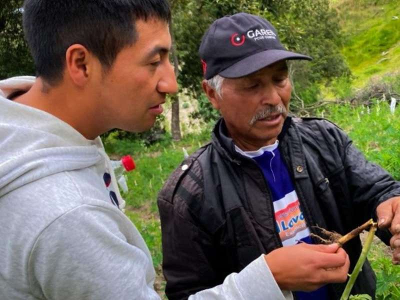 farmer-intern-inspecting-lupin-roots-chugchilan