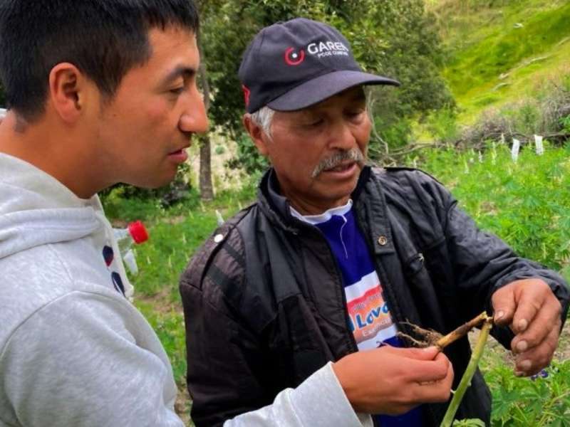 farmer-intern-inspecting-lupin-roots-chugchilan