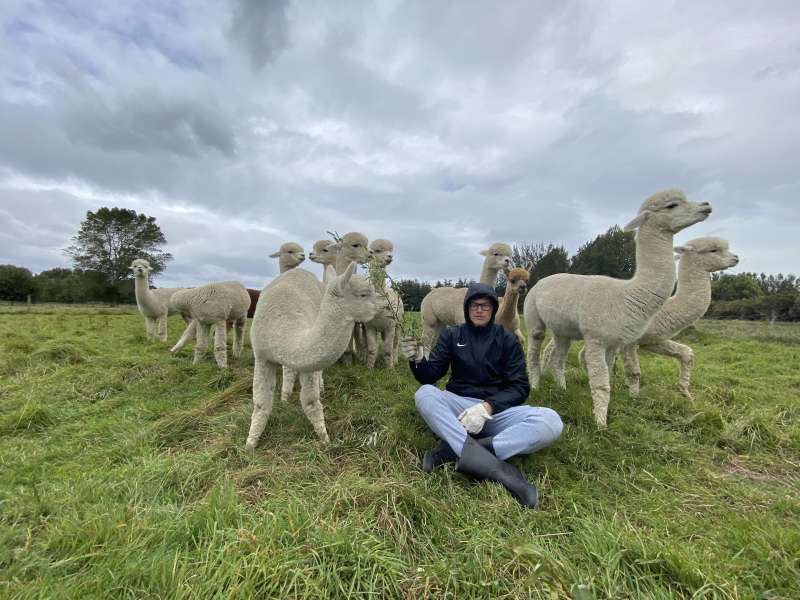 Farmstay Boy in New Zealand with a pack of alpacas