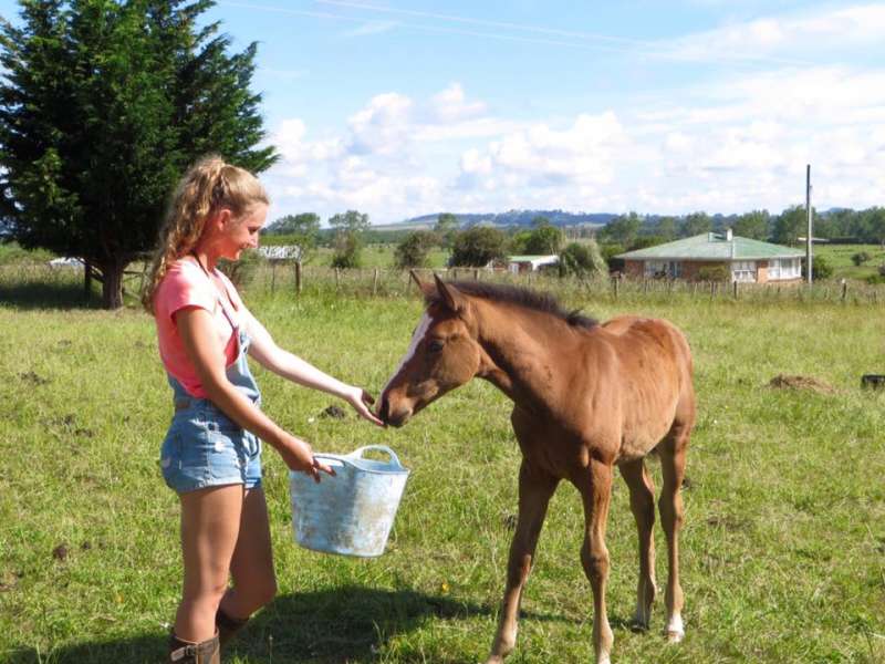 Farmstay girl feeding a foal in New Zealand