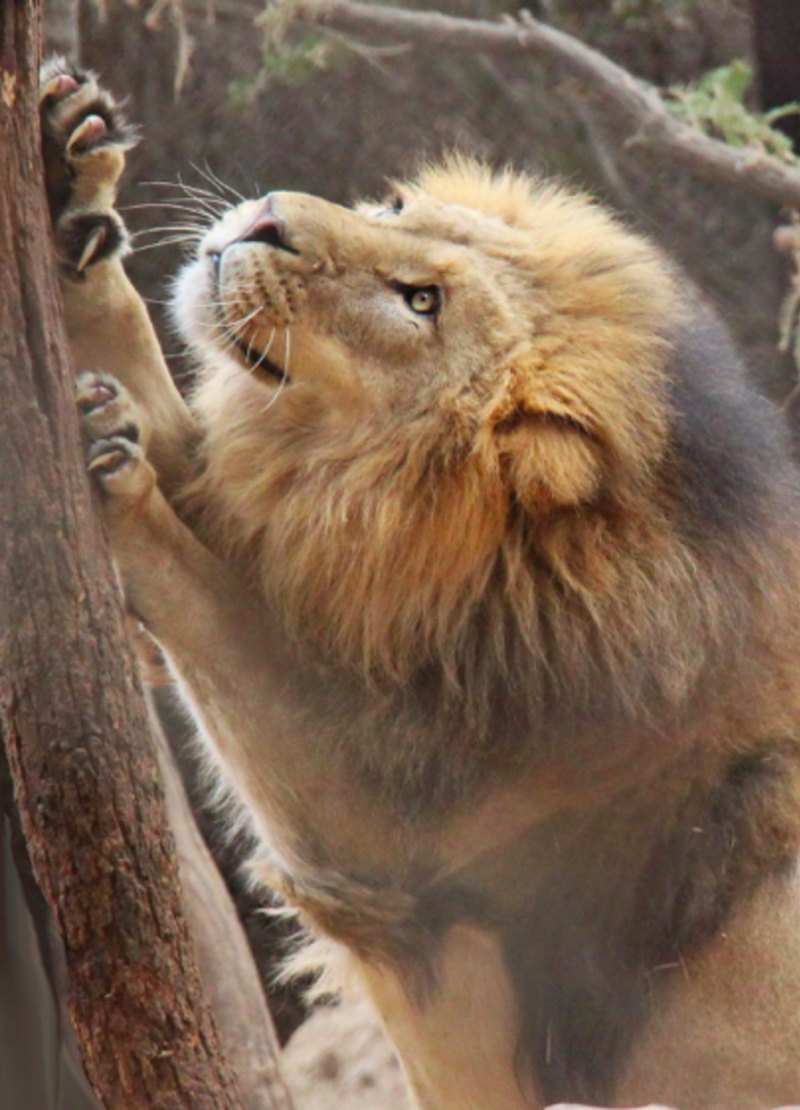 Lion Bulawayo Wildlife Rescue Sanctuary in Zimbabwe
