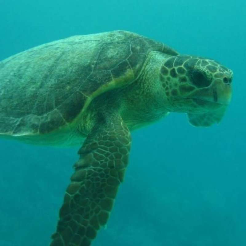 Volunteer in Sea Turtle Conservation