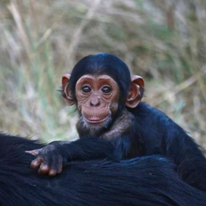 Volunteer with Chimpanzees