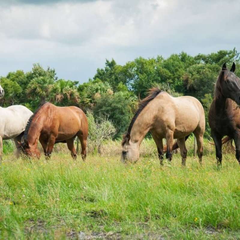 Volunteer in Horse Conservation