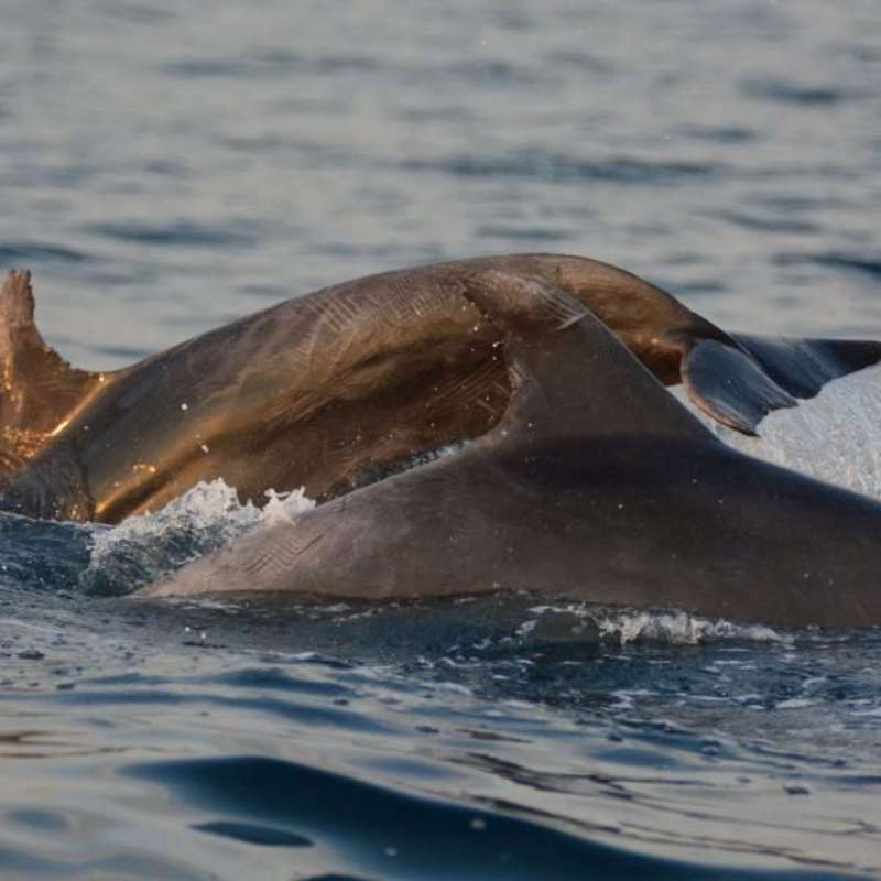 Dolphins spotted at project site