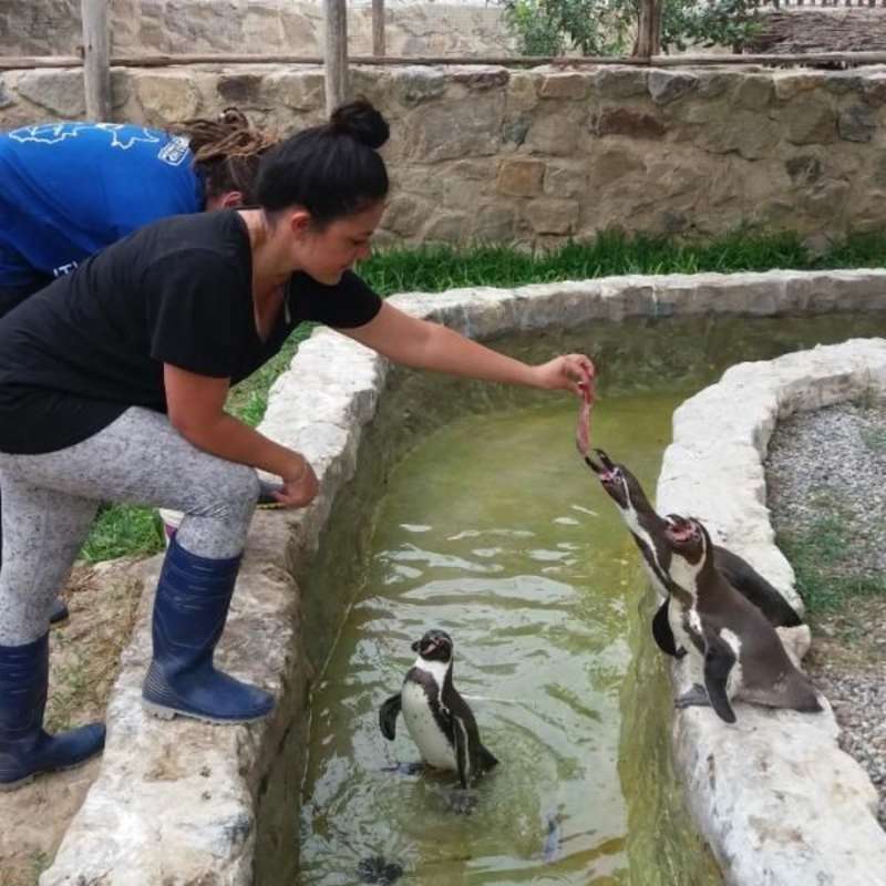 Wildlife conservation volunteers feeding penguins in Peru with GoEco