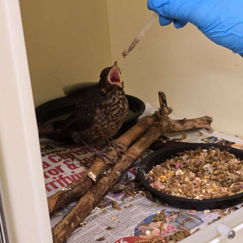Feeding Birds Adelante Abroad Observation and Research Program