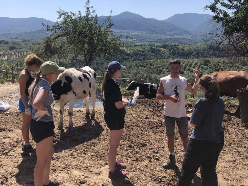 Fellows conducting their routine checks on the cows at Capra Libera Tutti in Rome