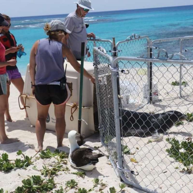 rescuers around seal on the shore
