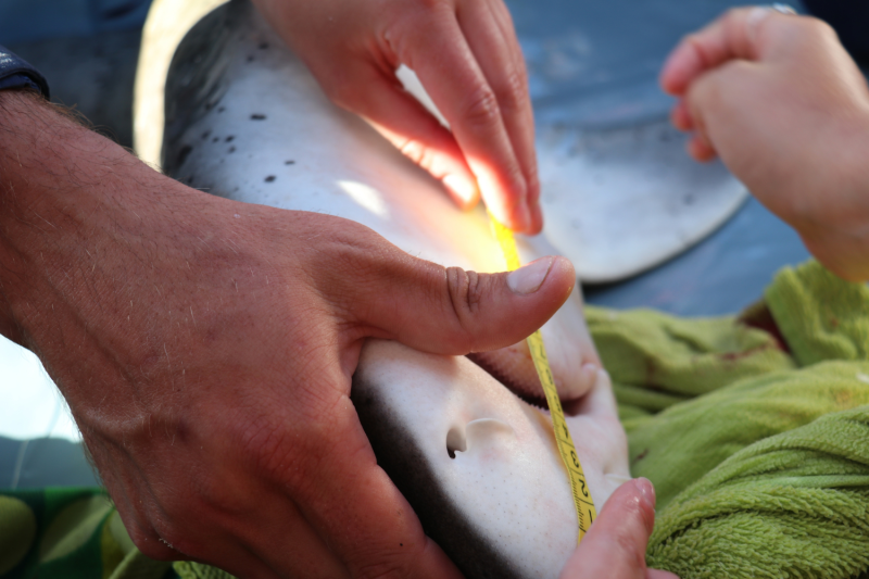 fishing research - measuring